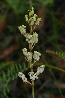 Lomatia ilicifolia