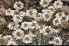 <em>Leucochrysum albicans subsp. alpinum</em>