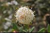 <em>Pimelea ligustrina subsp. ciliata</em>