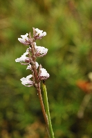 Prasophyllum alpestre