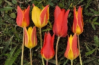 Variation 'Tulipa zenaidae'