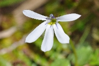 Lobelia angulata