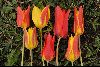 <em>Variation</em> 'Tulipa zenaidae'