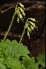 <em>Kaufmannia brachyanthera</em>