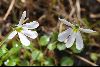 <em>Lobelia angulata</em>