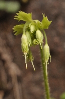 Kaufmannia brachyanthera