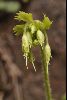<em>Kaufmannia brachyanthera</em>