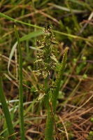 Prasophyllum tadgellianum