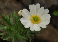 Ranunculus anemoneus