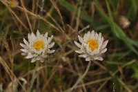 Laucochrysum albicans var. tricolor