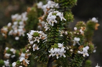 Westringia rubiaefolia