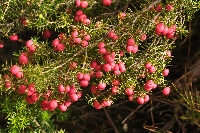 Leptecophylla juniperinum var. juniperinum