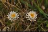 <em>Laucochrysum albicans var. tricolor</em>