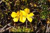 <em>Hibbertia procumbens</em>