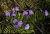 <em>Utricularia dichotoma</em>