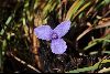 <em>Patersonia fragilis</em>