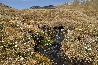 Habitat 'Celmisia verbascifolia'