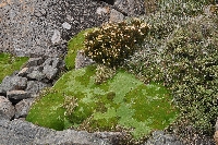 Abrotanella fosteroides + 'Pterygopappus lawrencei'