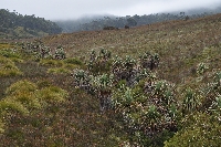 Richea pandanifolia & 'Gymnoschoenus sphaerocephalus'