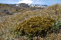 Aciphylla crosby-smithii