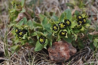 Euphorbia tranzschelii