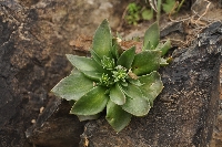 Rosularis turkestanica