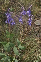 Derwentia perfoliata