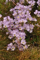 Euphrasia collina subsp. diversicolor