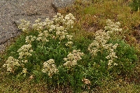 Aciphylla glacialis