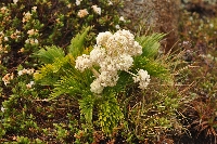 Aciphylla glacialis