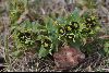 <em>Euphorbia tranzschelii</em>