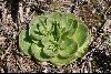 <em>Rosularia glabra</em>