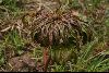 <em>Paeonia intermedia</em>
