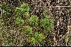 <em>Paeonia intermedia</em>