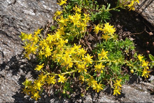 Saxifraga aizoides