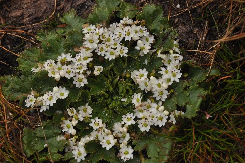 Dichosciadium ranunculaceum Alpine Garden Society