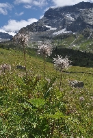 Pulsatilla alpina
