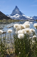 Eriophorum scheuchzeri & 'Matterhorn'