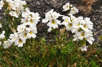 Euphrasia collina subsp. glacialis
