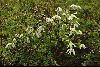 <em>Clematis sibirica var. tianschanica</em>