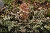 <em>Pedicularis alatauica</em>
