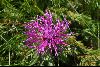<em>Centaurea nervosa</em>