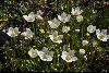 <em>Parnassia palustris</em>