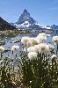 <em>Eriophorum scheuchzeri &</em> 'Matterhorn'
