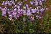 <em>Euphrasia collina subsp. diversicolor</em>