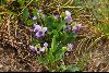 <em>Viola betonicifolia</em>