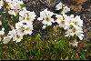 <em>Euphrasia collina subsp. glacialis</em>