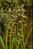 <em>Prasophyllum tadgellianum</em>