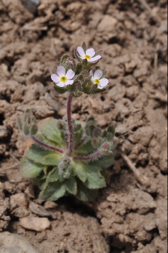 Androsace maxima Alpine Garden Society
