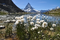 Eriophorum scheuchzeri & 'Matterhorn'